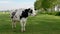 Dutch group of cows outside during sunny Spring weather in the Netherlands Noordoostpolder Flevoland