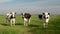 Dutch group of cows outside during sunny Spring weather in the Netherlands Noordoostpolder Flevoland