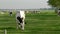 Dutch group of cows outside during sunny Spring weather in the Netherlands Noordoostpolder Flevoland