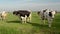 Dutch group of cows outside during sunny Spring weather in the Netherlands Noordoostpolder Flevoland