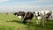 Dutch group of cows outside during sunny Spring weather in the Netherlands Noordoostpolder Flevoland