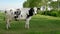 Dutch group of cows outside during sunny Spring weather in the Netherlands Noordoostpolder Flevoland