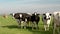 Dutch group of cows outside during sunny Spring weather in the Netherlands Noordoostpolder Flevoland