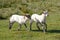 Dutch Heath sheep. two white lambs are happily jumping on a sunny morning in the grass, small horns. Friesland, the