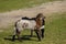 Dutch Heath sheep. a white brown lamb is happily jumping on a sunny morning in the grass, small horns. Sheeps in