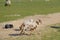 Dutch Heath sheep. a white brown lamb is happily jumping on a sunny morning in the grass, small horns. Sheeps in