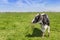 Dutch Holstein cow in the farmland near Groningen