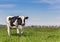 Dutch Holstein cow standing in the grass