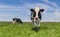 Dutch Holstein cow standing in the grass