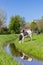 Dutch Holstein cow at the water near Groningen