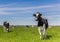 Dutch Holstein cows in the farmland near Groningen