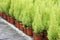 Dutch horticulture with cypresses in a greenhouse