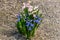 Dutch hyacinth in garden. It is also known as the common hyacinth, garden hyacinth