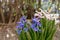 Dutch hyacinth in garden. It is also known as the common hyacinth, garden hyacinth