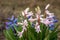 Dutch hyacinth in garden. It is also known as the common hyacinth, garden hyacinth