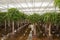 Dutch hydroculture plant nursery