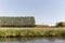 Dutch Intercity Train Travelling Through Countryside Paddocks
