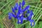 Dutch Iris blue