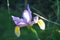 The Dutch iris, Iris  hollandica hort, is a hybrid from the genus Iris within the iris family Iridaceae.