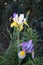 The Dutch iris, Iris  hollandica hort, is a hybrid from the genus Iris within the iris family Iridaceae.