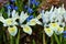 Dutch Iris, Iris hollandica Katharine Hodgkin