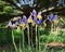 Dutch Iris Oriental Beauty