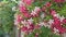 Dutch jasmine flowers Quisqualis indica as Chinese honeysuckle,