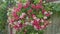 Dutch jasmine flowers Quisqualis indica as Chinese honeysuckle,