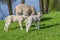 Dutch Lamb And Mother Sheep At Duivendrecht The Netherlands