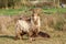 Dutch land goat