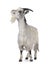 Dutch landrace goat on white background