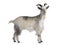 Dutch landrace goat on white background