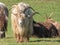 Dutch Landrace goats in a field.