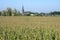 Dutch landscape with church, cornfield and village