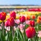 Dutch landscape with colorful tulips