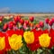 Dutch landscape with colorful tulips