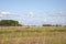 Dutch landscape, in the distance a cow in the reed field and a farm in the background under a sky with clouds