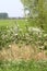 Dutch landscape with fruit trees blossom,Betuwe.Netherlands