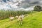 Dutch landscape with on the left a lake and embankment with a curious herd of sheep