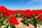 Dutch landscape with red tulips