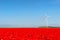 Dutch landscape with red tulips