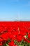 Dutch landscape with red tulips