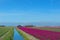 Dutch landscape with red tulips