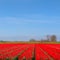 Dutch landscape with red tulips