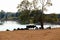 Dutch landscape river ijssel, gelderland. Cattle cows standing in shade of tree