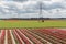 Dutch landscape with tulip show garden and electricity pylon