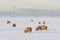 Dutch landscape with windturbine and sheep in snow covered meadow