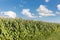 Dutch maize field with blue sky background