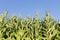 Dutch maize field with blue sky background