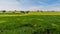 Dutch meadow with green grass, black and white cows grazing calmly with some trees in the background